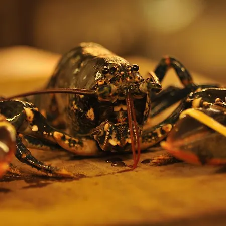 キング シトリック ゲストハウス ホウス